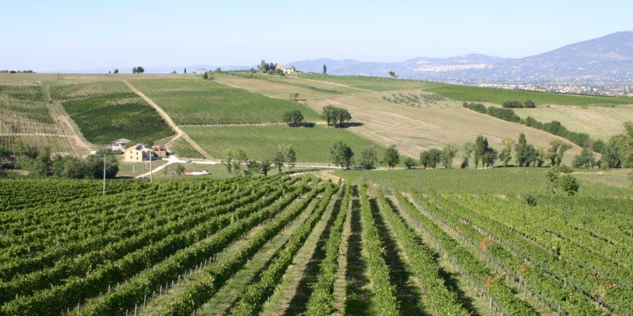 Dionigi vini Cantina Bevagna (Perugia) Hello Taste