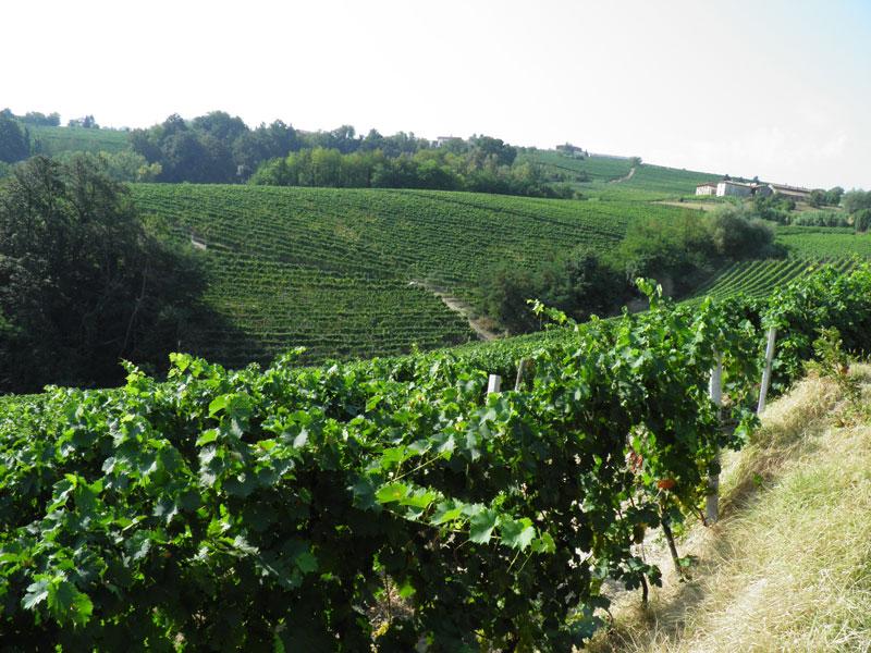 La Morandina vini Cantina Castiglione Tinella (Cuneo) Hello Taste