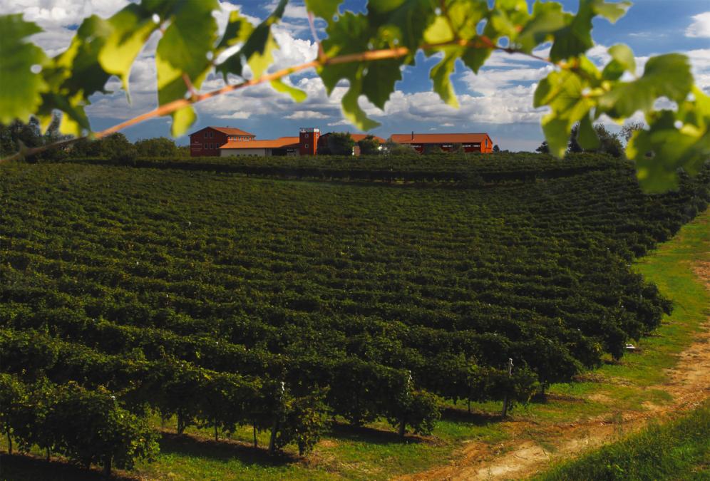 Sommariva vini Cantina San Pietro Di Feletto (Treviso) Hello Taste