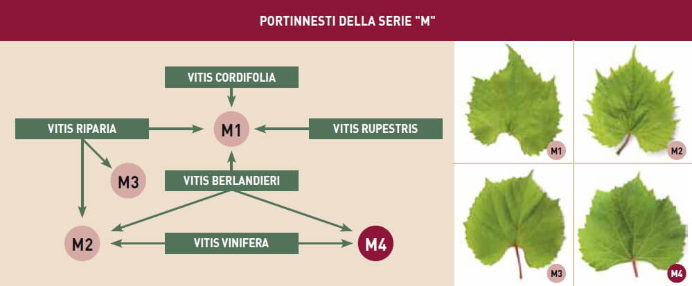 Portinnesti vite: la serie M