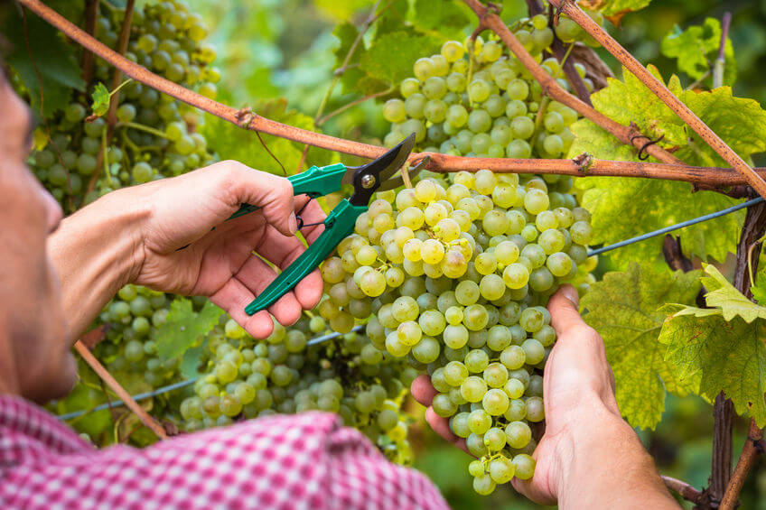 Il taglio dell'uva bianca in un vigneto italiano