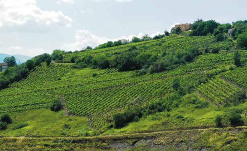 Irpinia, terra di grandi vini