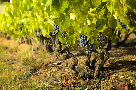 vigneti Beaujolais