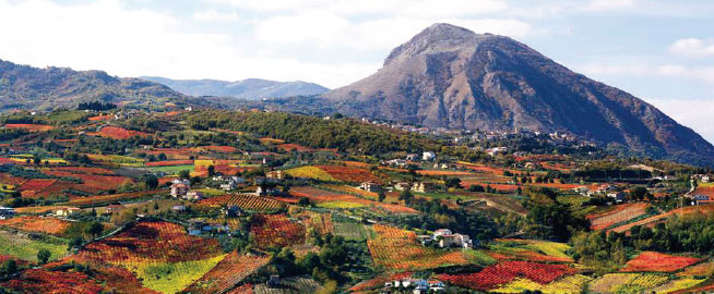 territorio Sannio falanghina