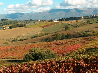 Territorio di Montefalco in aututnno Territorio di Montefalco