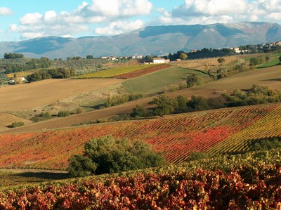 Territorio di Montefalco