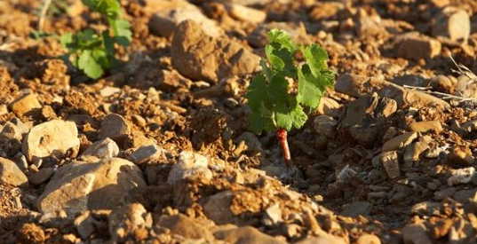 il terroir cosa è