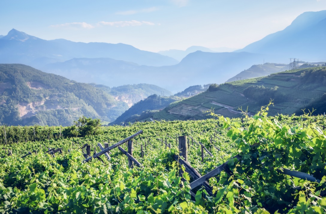 Trentodoc sulle Dolomiti 2020: alla scoperta delle bollicine di montagna