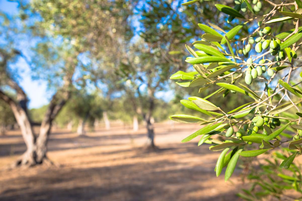 L'olio in Puglia: ulivo