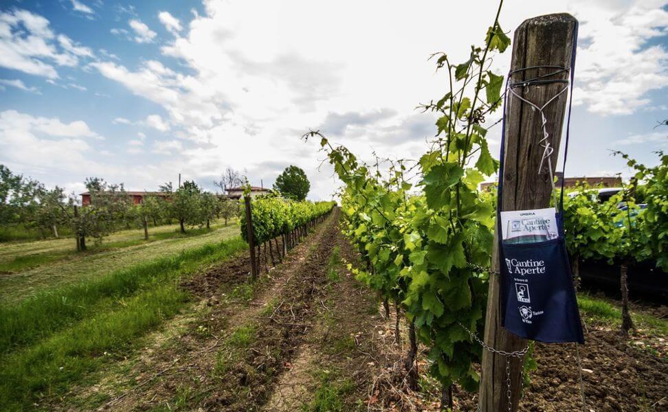 Cantine Aperte 2018 in Umbria: un'istantanea dalle precedenti edizioni di Cantine Aperte