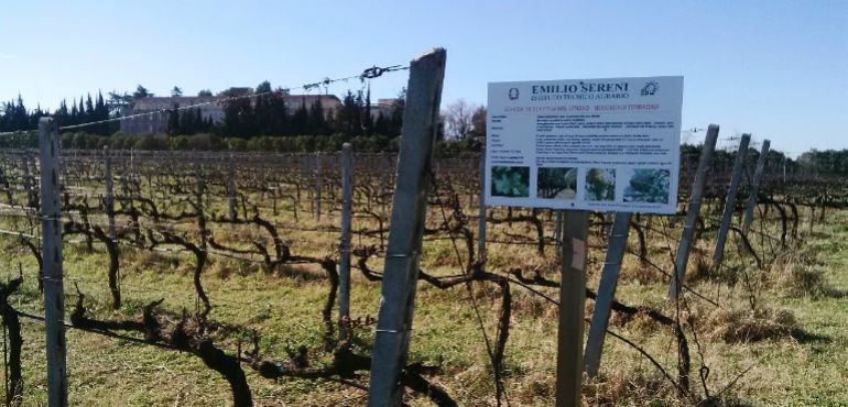 Un vitigno dell'Istituto tecnico agrario Emilio Sereni di Roma