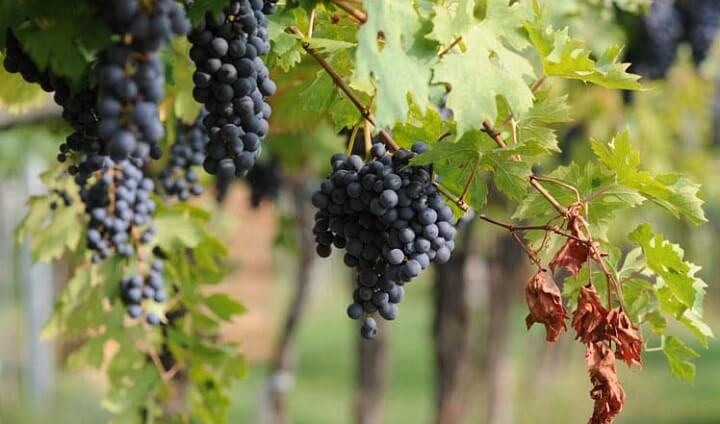 uve Montepulciano d'Abruzzo