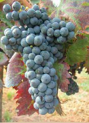 uva della tenuta la selva