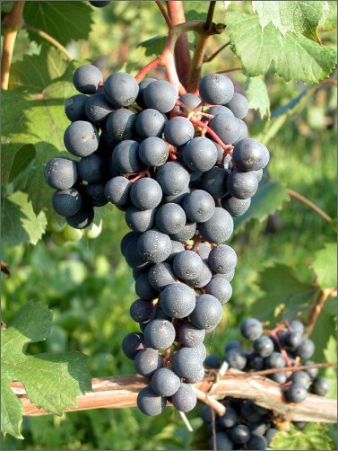 Dolcetto: l'uva dolce ha originato l'etimologia di questo vino