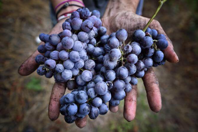 Freisa: l'uva nera da un particolare sapore al vino