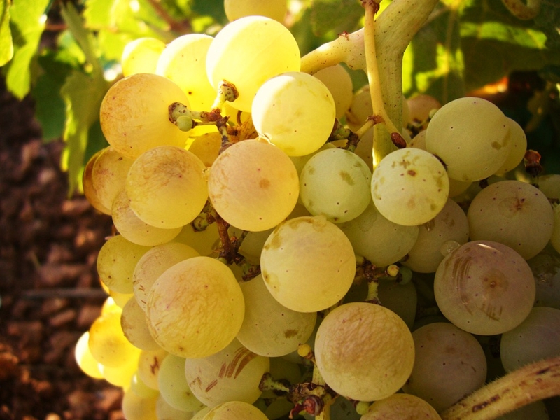 uva Grillo acini