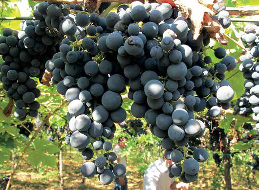 uva Montepulciano