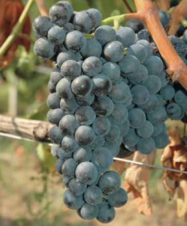 Alla scoperta del vitigno del Rossese