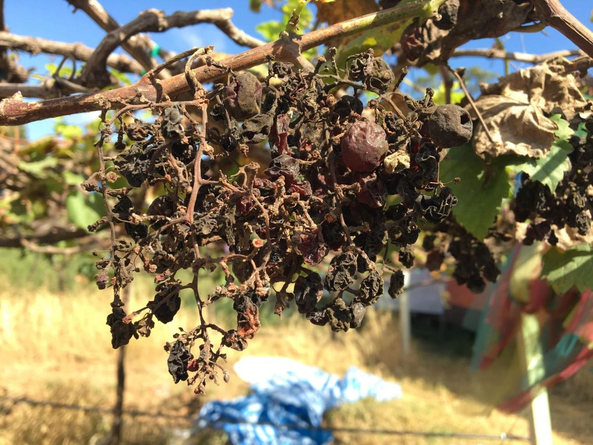 La siccità in vigna