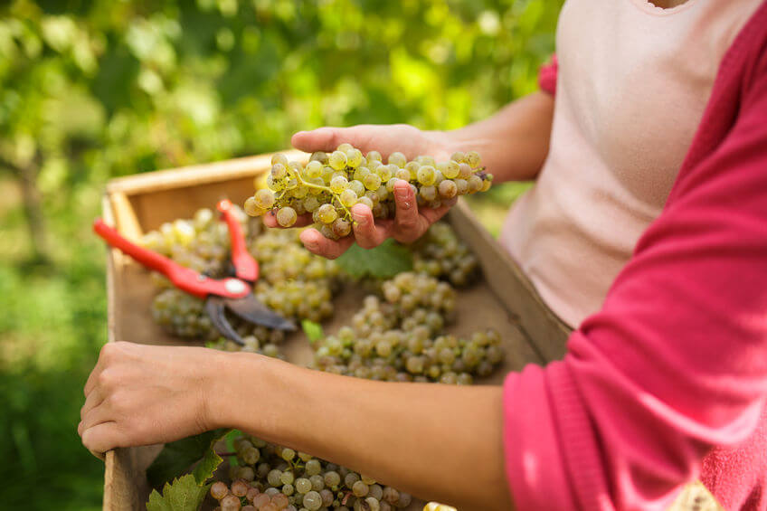 Prime previsioni vendemmia 2018: il momento della raccolta dell'uva