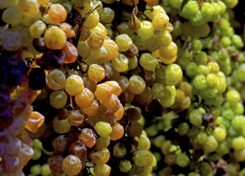 Acicinobili: il famoso vino dolce proviene dall'uva vespaiola