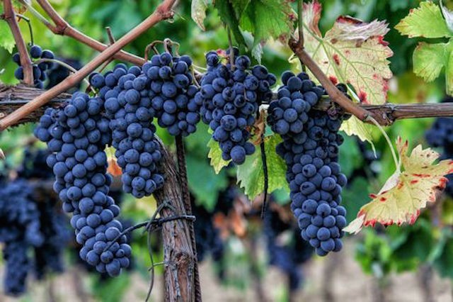 Vigneto coltivato a uva Sagrantino Uva Sagrantino Montefalco