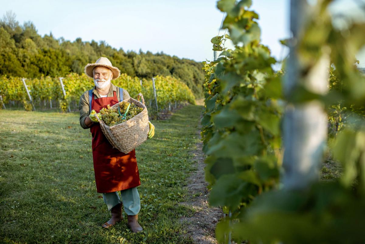 Vendemmia 2020: si preannuncia un'annata di grande interesse per il vino italiano