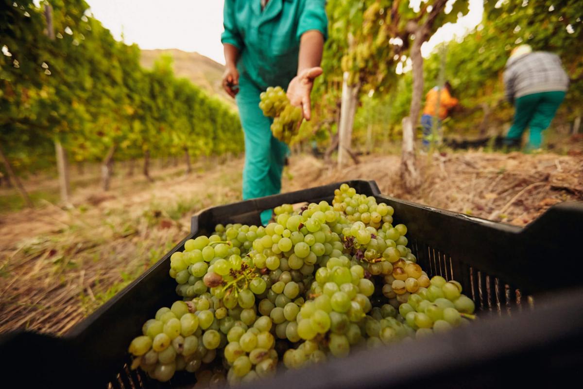 Vendemmia 2020: si preannuncia un'annata di grande interesse per il vino italiano