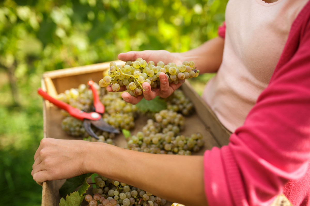 vendemmia e pigiatura dell'uva