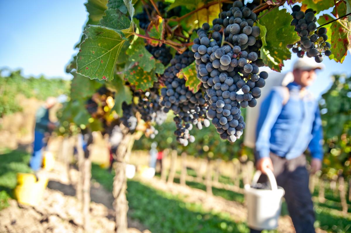 Vendemmia in corso Vendemmia 2016