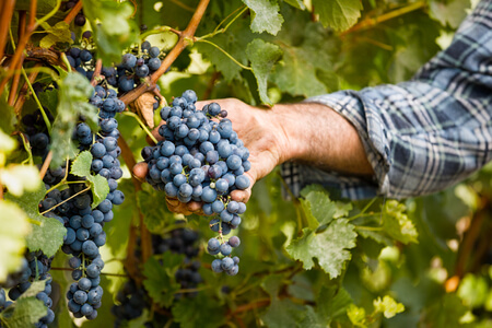 Uve a bacca rossa per fare il vino