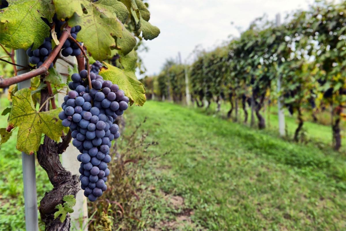 Vendemmia vitivinicola italiana