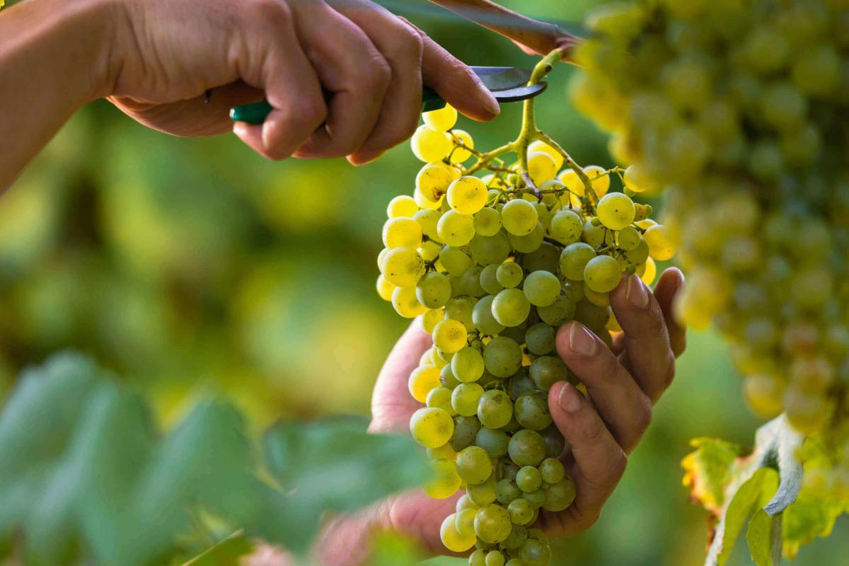 Vendemmia manuale per rispettare il terroir e la sua influenza sul vino