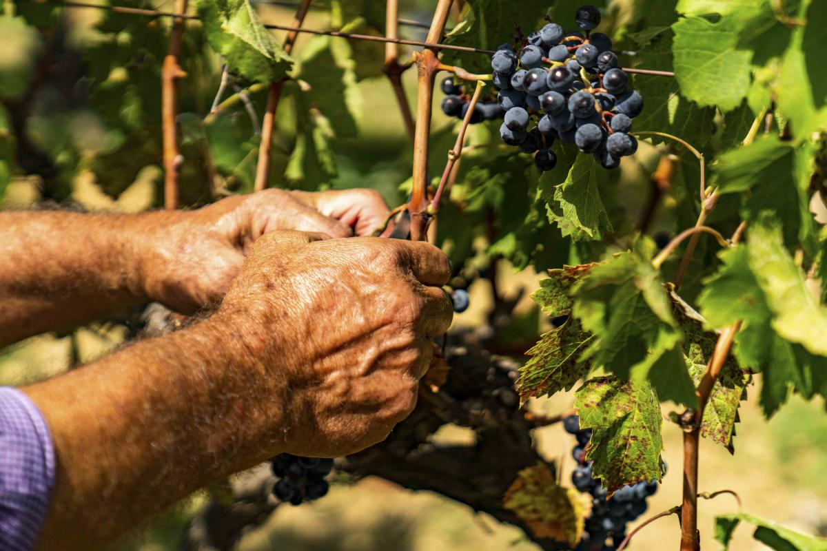 Vendemmia 2022 in Sicilia