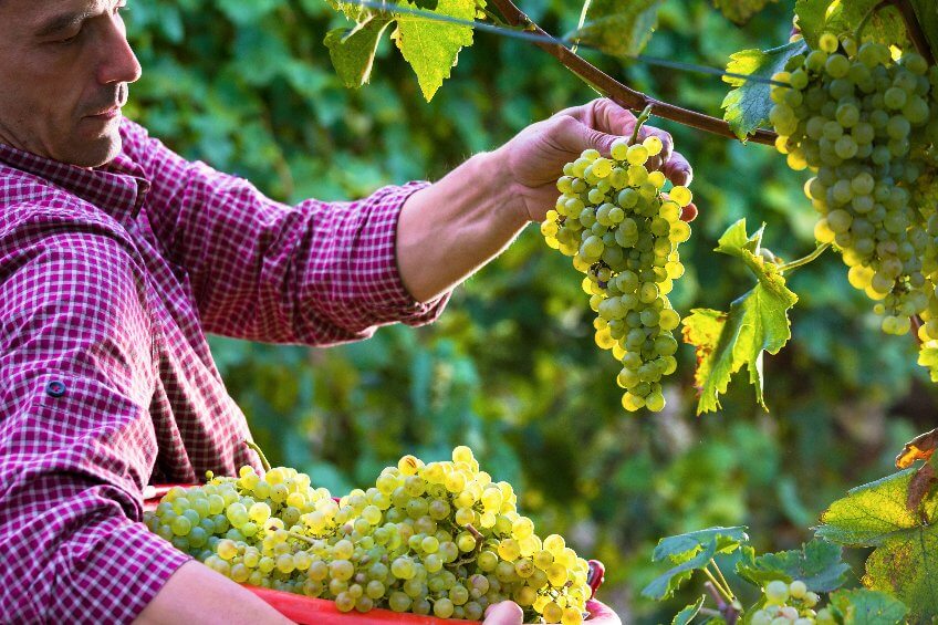 Siccità e caldo anomalo hanno condizionato il normale sviluppo vegetativo dell'uva