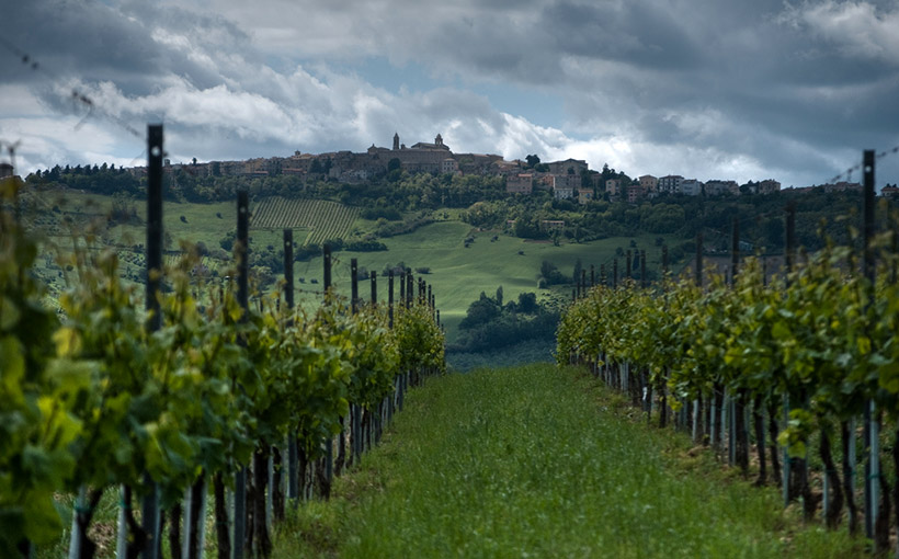 Verdicchio Castelli di Jesi