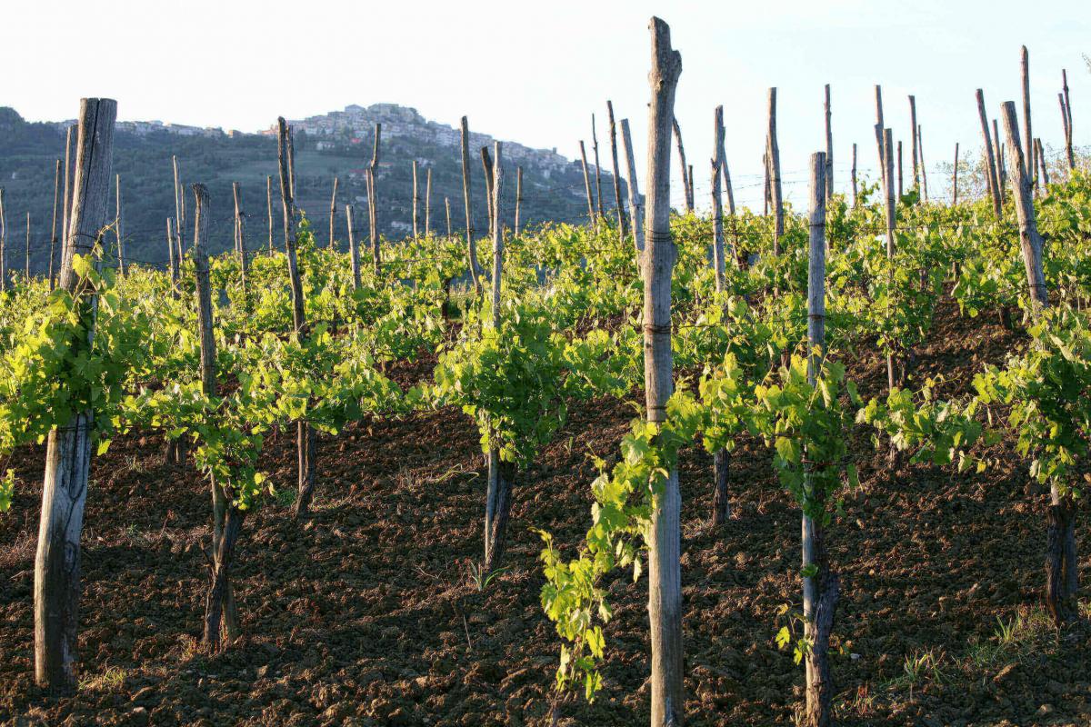 Vigna di Aglianico, tra i vini del Sannio