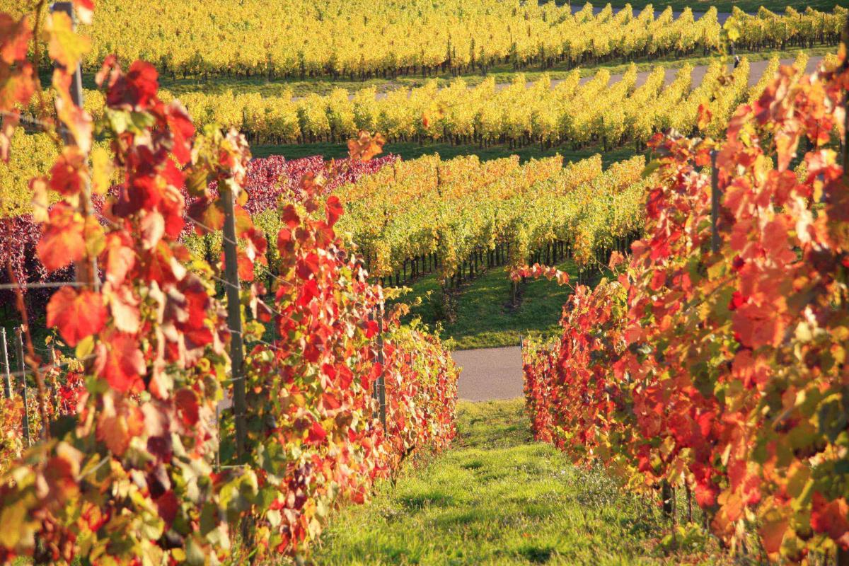 Una vigna durante la stagione autunnale