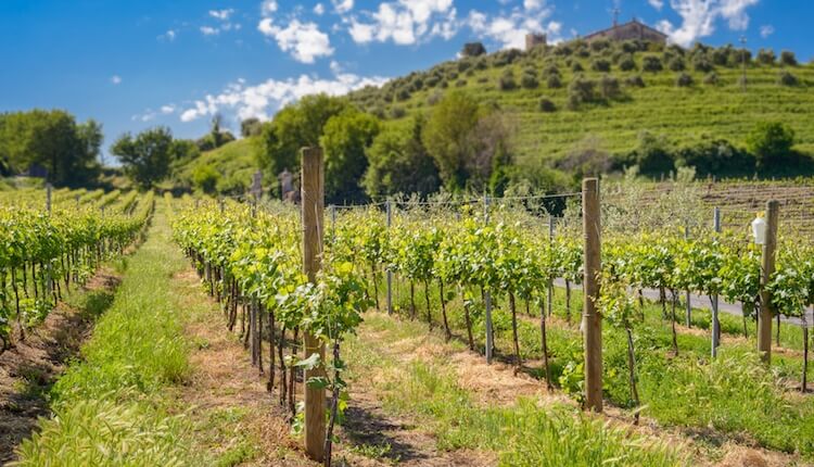 Il vino dei romani: i vigneti della campagna laziale