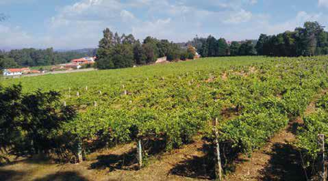 Vigneti Bodegas La Val