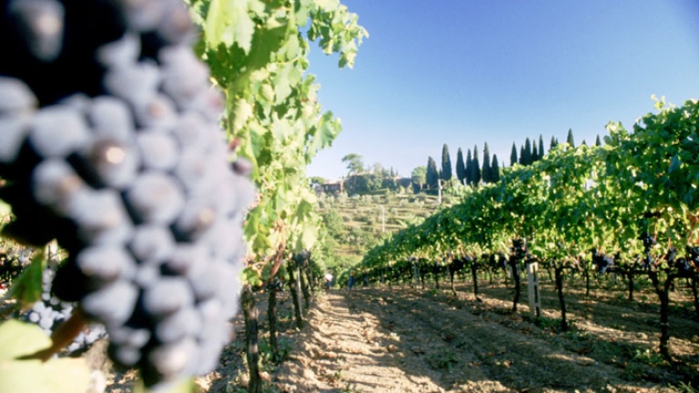 vigneti Brunello di Montalcino