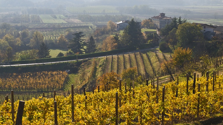 Vigneti nelle zone del Collio