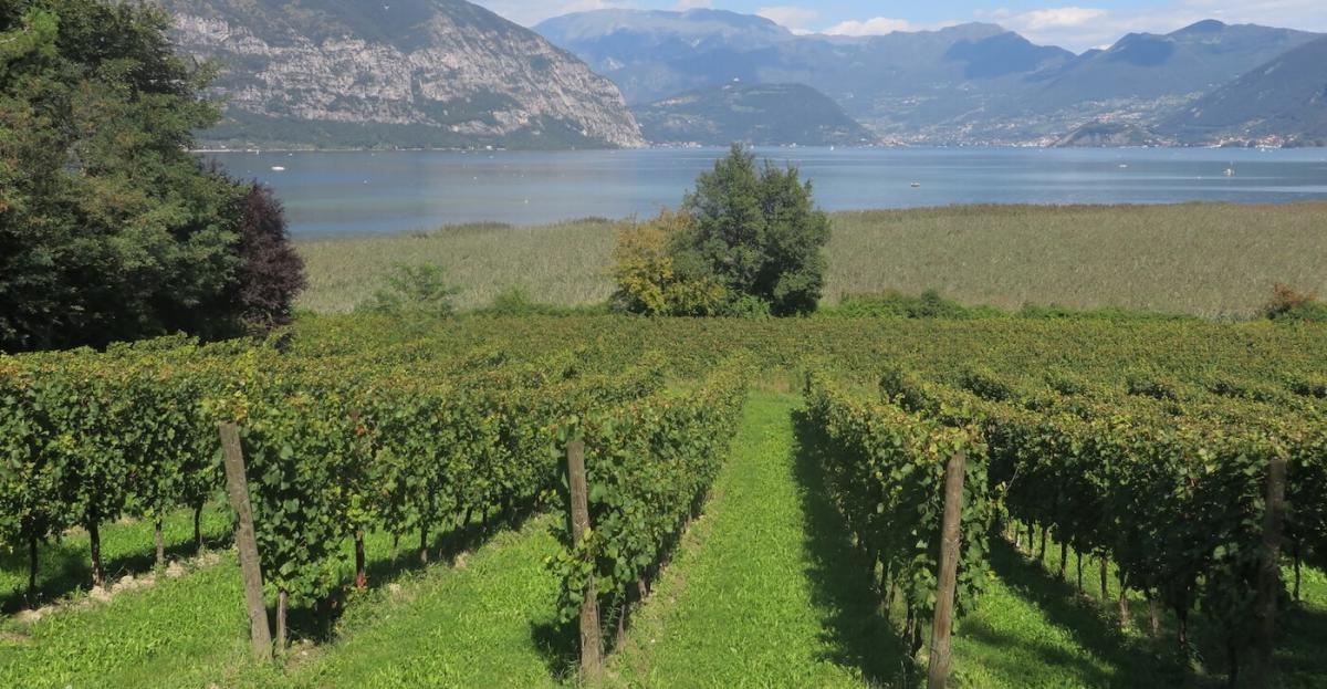 Vigneti di Franciacorta Lago d'Iseo