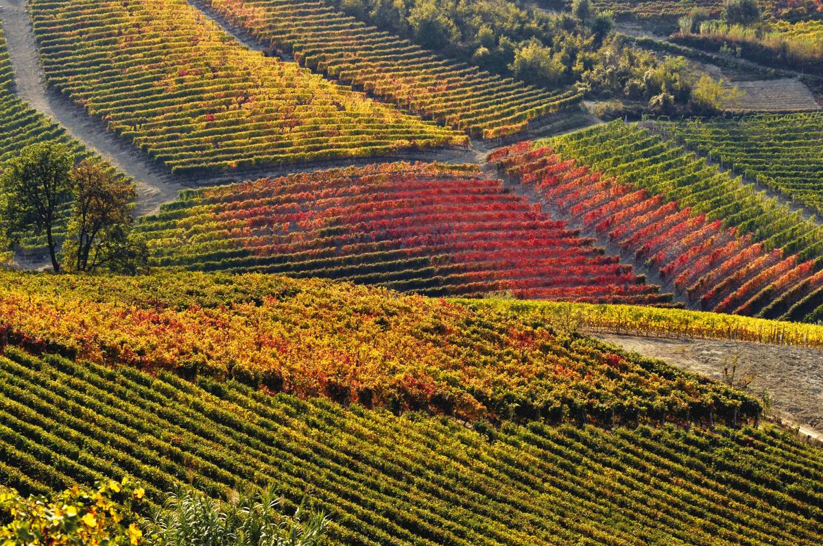 Vigneti di Barbera d'Asti nella località di Frassinello Monferrato