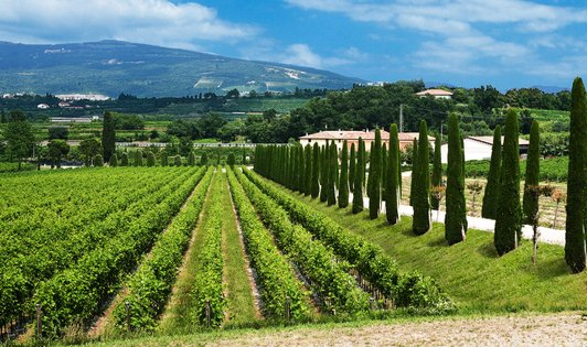 Vigneti del Garda Veneto