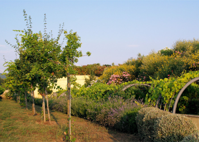 Vigneti guado al melo