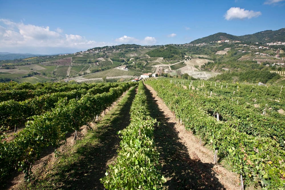 Vigneti Irpinia strada dei vini