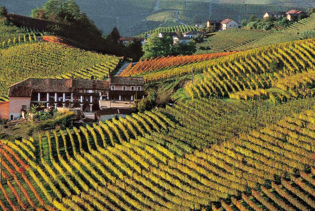 Dolcetto vino: grazie al buon clima i vigneti piemontesi originano grandi vini