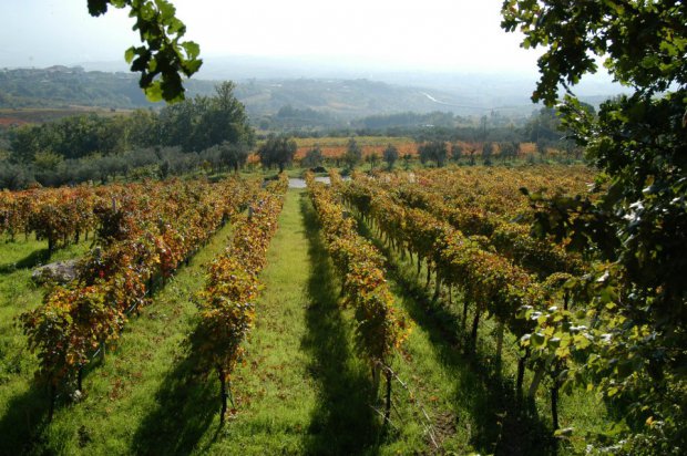 vigneti Sannio falanghina