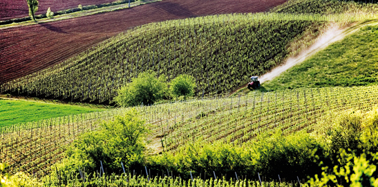 Migliori annate dei vini italiani: alcuni vigneti veneti